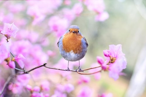 body_spring_bird_flowers