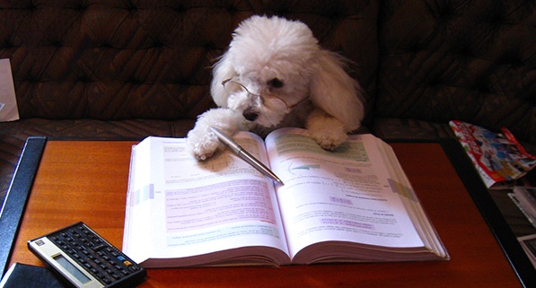 feature_dogstudying.jpg